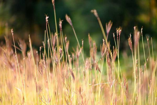 ICE Is Using Palantir’s AI Tools to Sort Through Tips